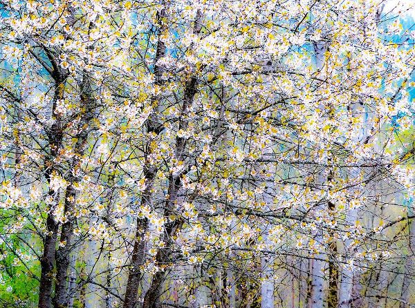 Gulin, Sylvia 아티스트의 USA-Washington State-Fall City wild cherry springtime blooming작품입니다.